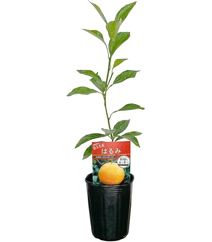 Amazon.co.jp: 温州みかん 青島 苗木 [小] 9cmポット 接木 【自宅で
